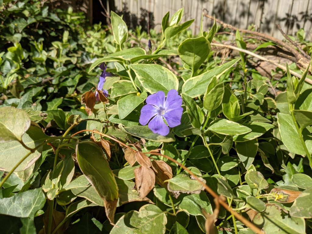 Ivy flower