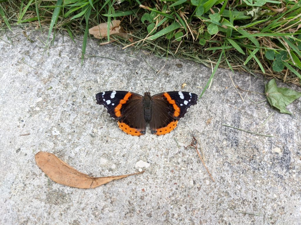 Red Admiral (Vanessa atalanta)