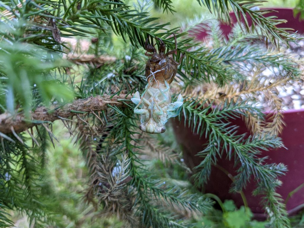 Cicada Hatching