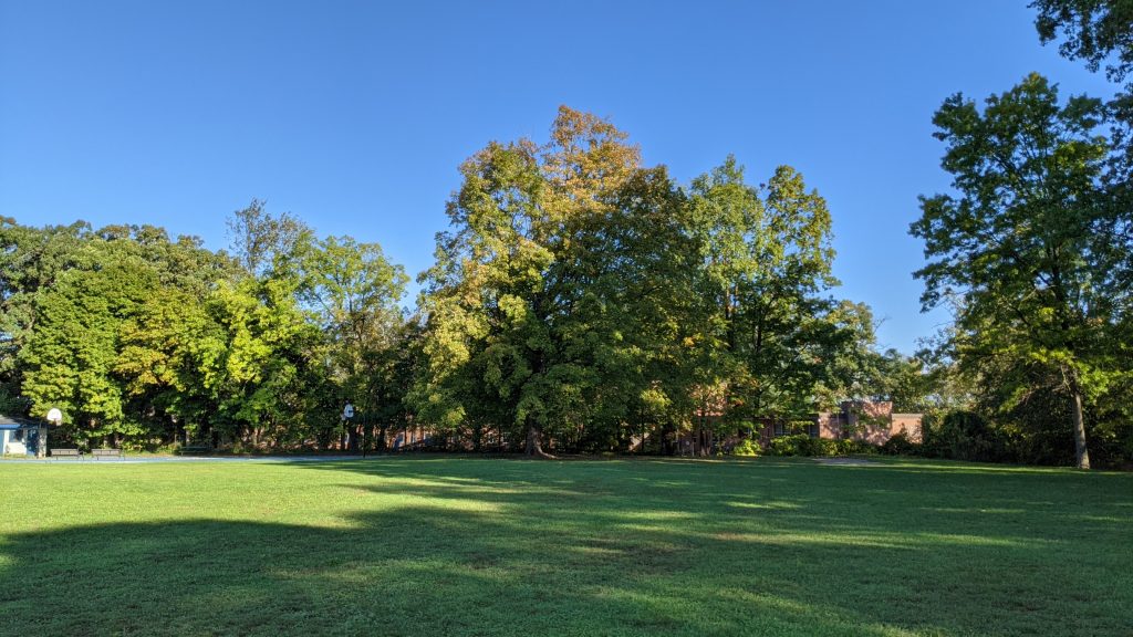 The Tai Chi Tree at Wilcox Park