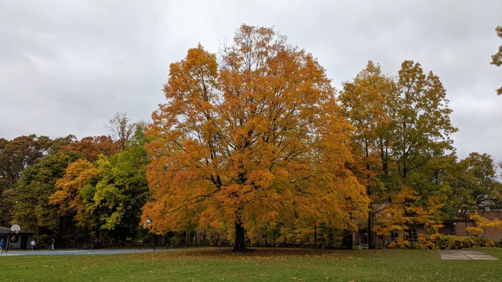 The Tai Chi Tree at Wilcox Park