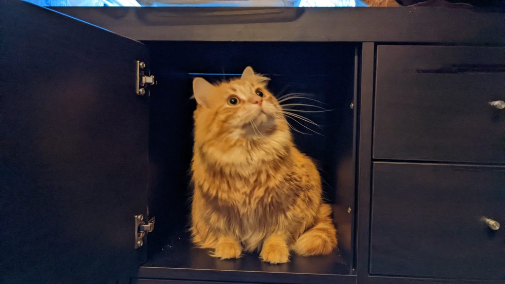 Pepper in a cabinet