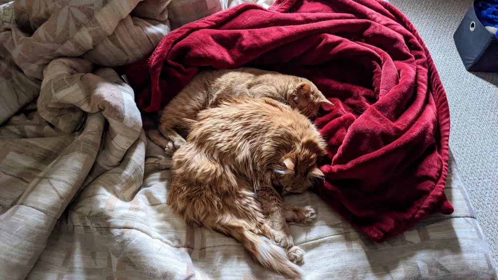 Poe and Pepper Napping