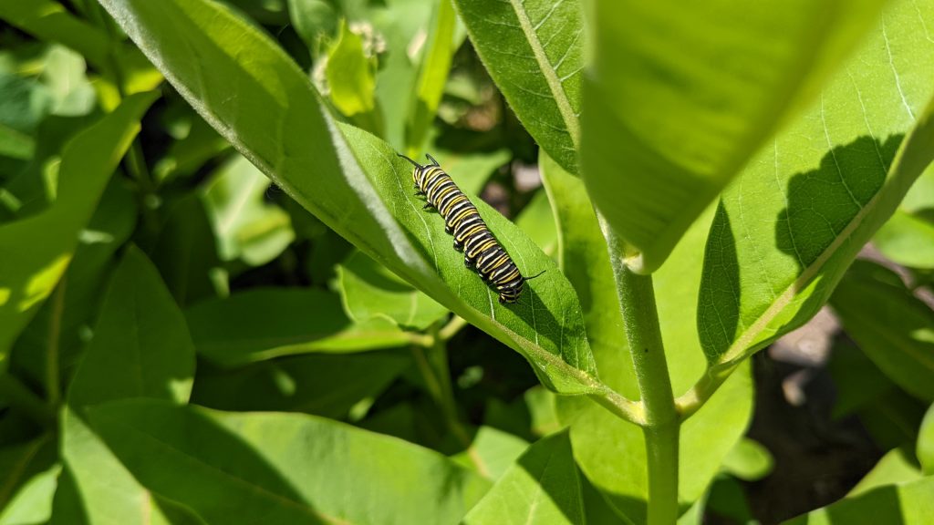 Monarch Caterpillar on Milkweed