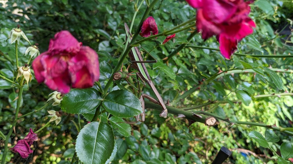 Praying Mantis on Rose Bush