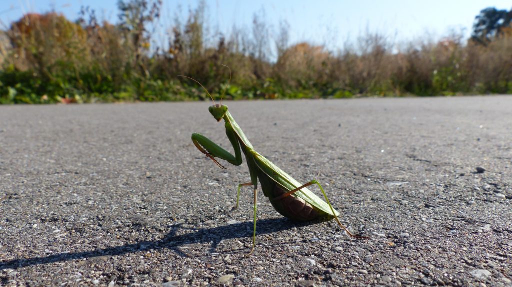 Praying Mantis at Blandford Nature Center, taken October 21, 2022