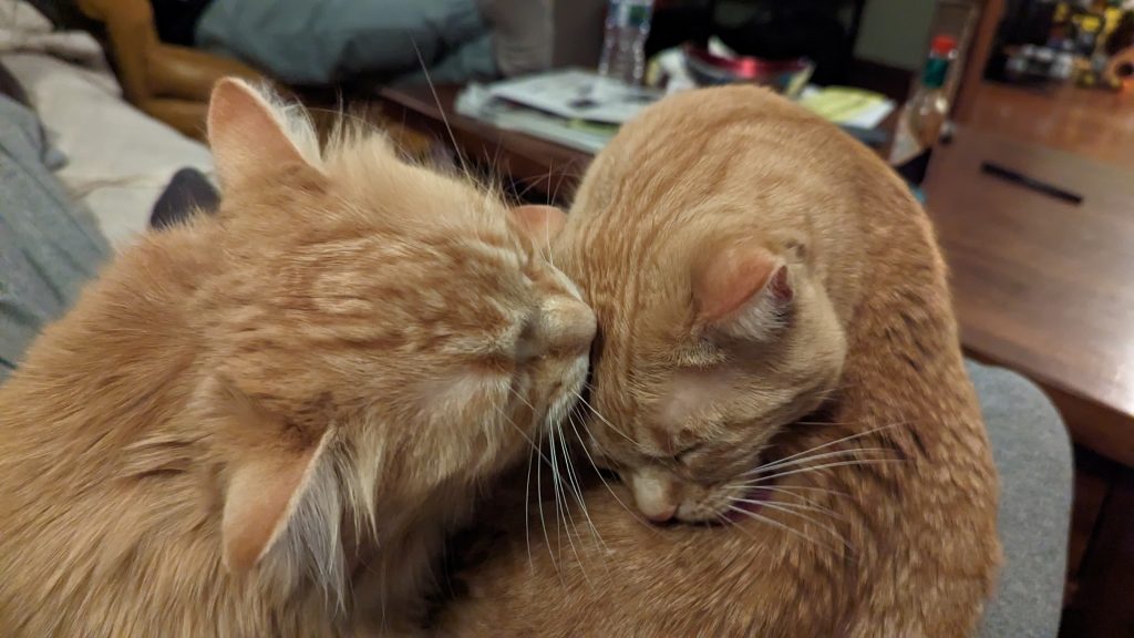 Pepper giving Poe a bath.