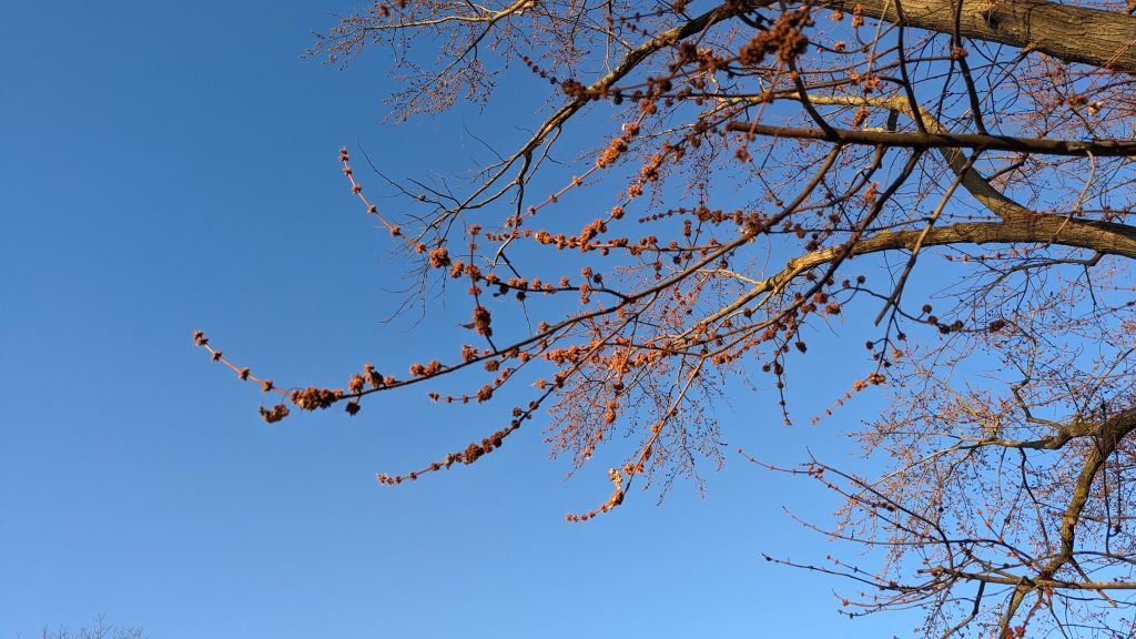 Maple buds against a clear blue morning sky.