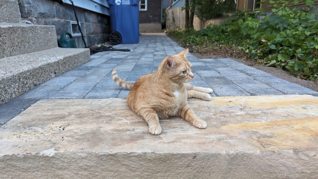 Poe gazing out at the neighborhood