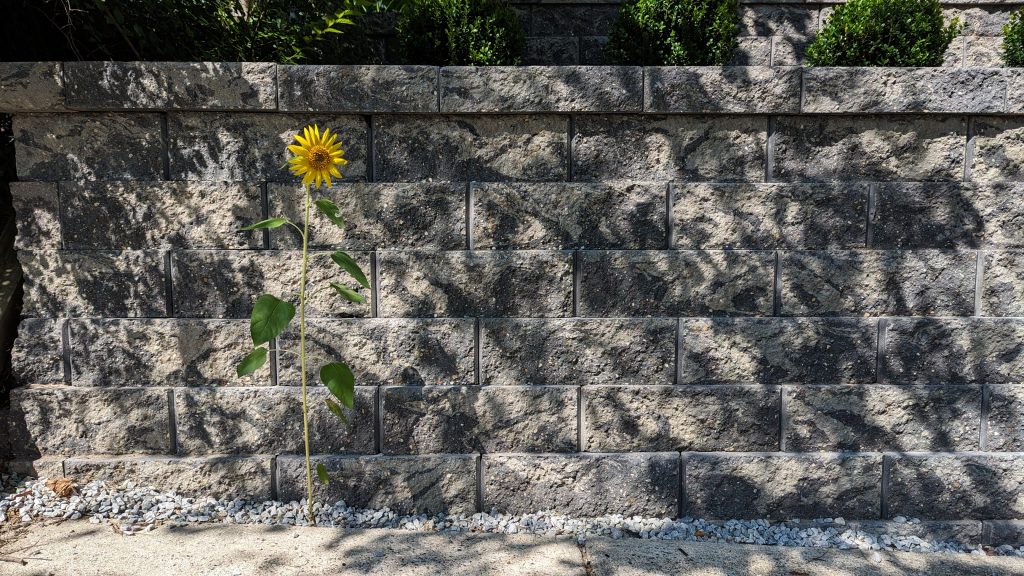 Sunflower growing against a retaining wall.