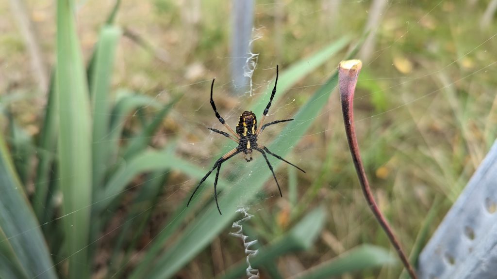 Yellow Garden Spider