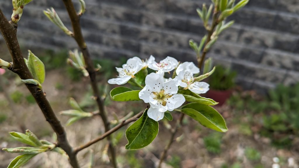 Pear Tree Flowers In Our Back Yard