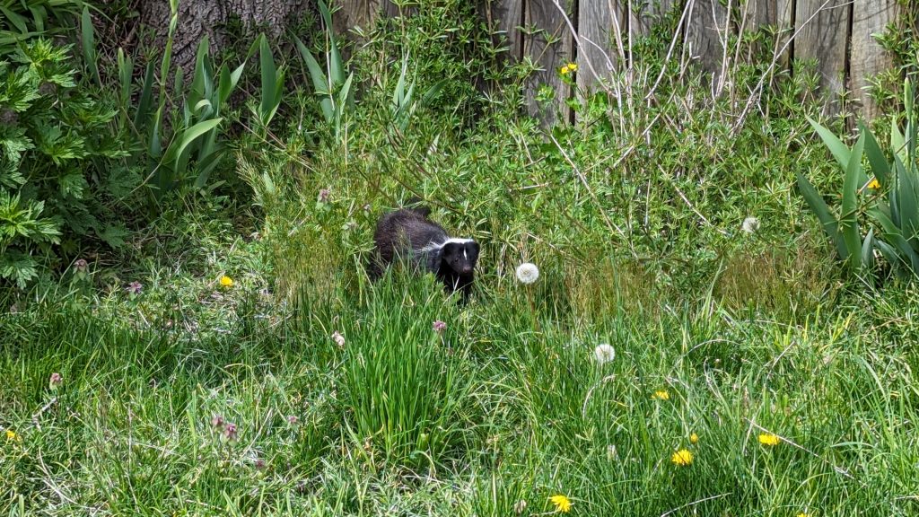 A small skunk wandering down the alley.