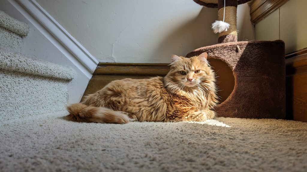 Pepper, basking in a beam of April sunlight