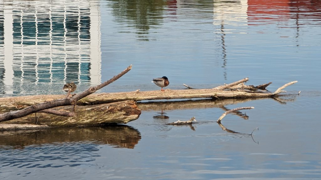 A Mallard duck on a log at the top of the Sixth Street Bridge dam.