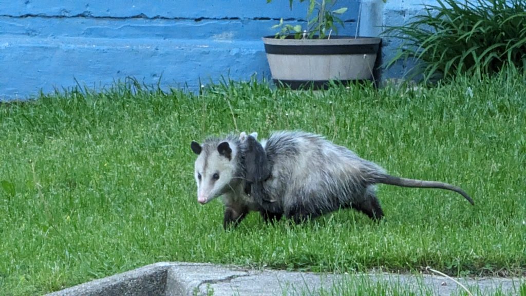 Mother opossum with a baby