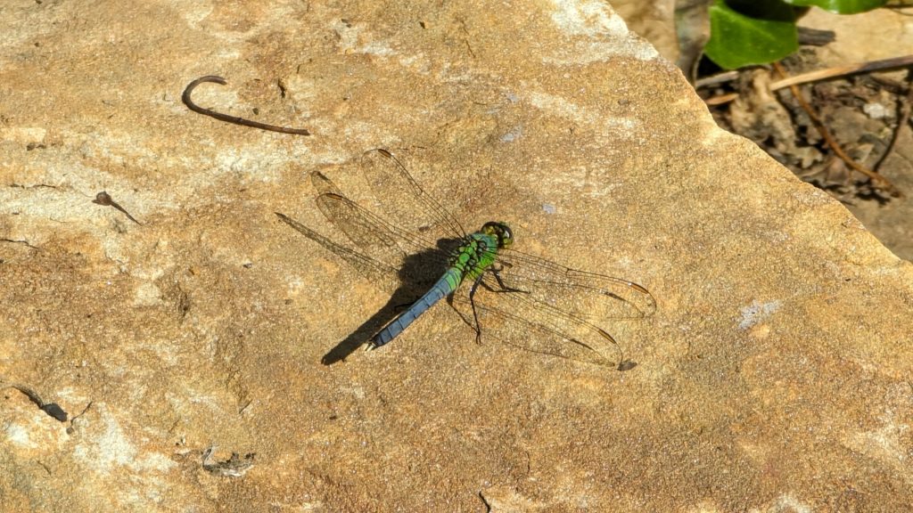 Green Darner dragonfly on a sandstone slab.