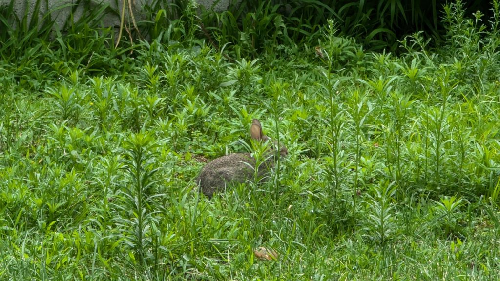 Baby rabbit in our back yard.