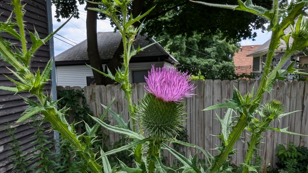 The bloom at the top of a six foot tall thistle plant in our back yard.