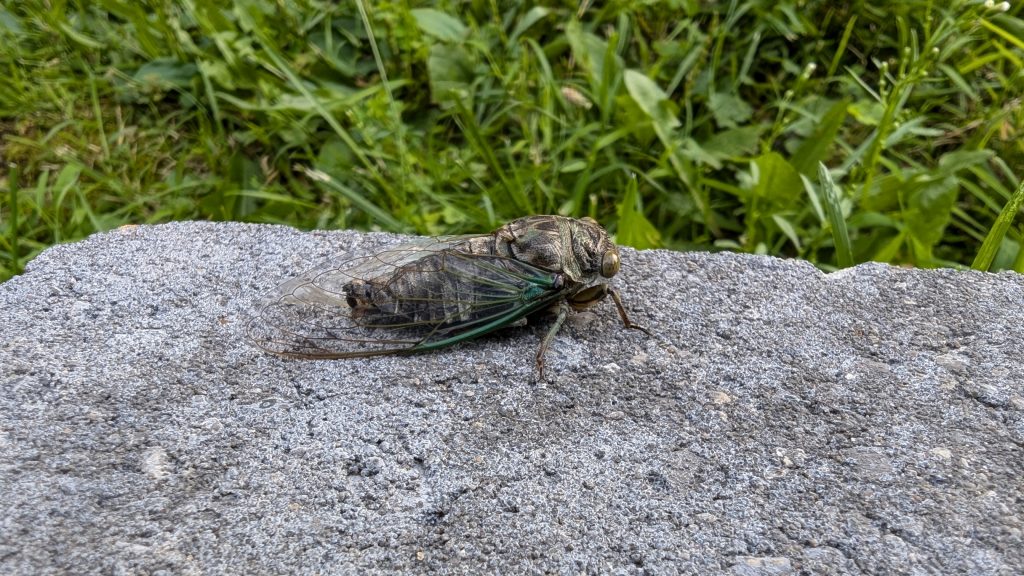 A recently-hatched Cicada adult, drying out before its first flight.