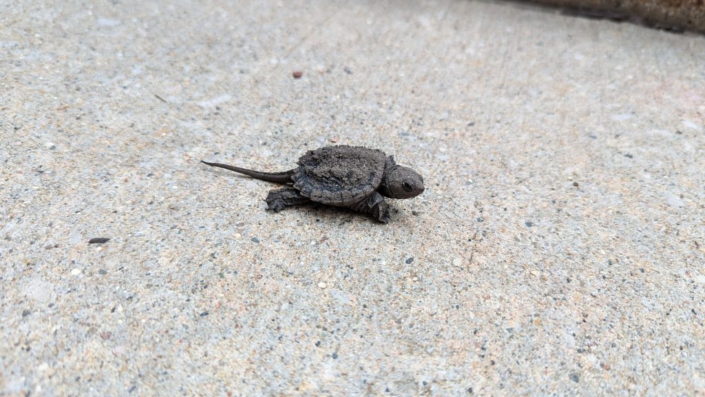 A baby snapping turtle on a sidewalk.