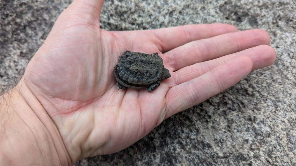 A newly-hatched snapping turtle.