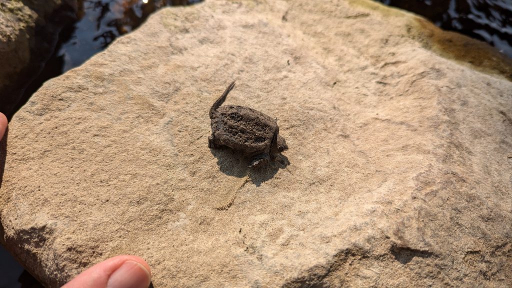 Newly-hatched snapping turtle on a rock by the river.