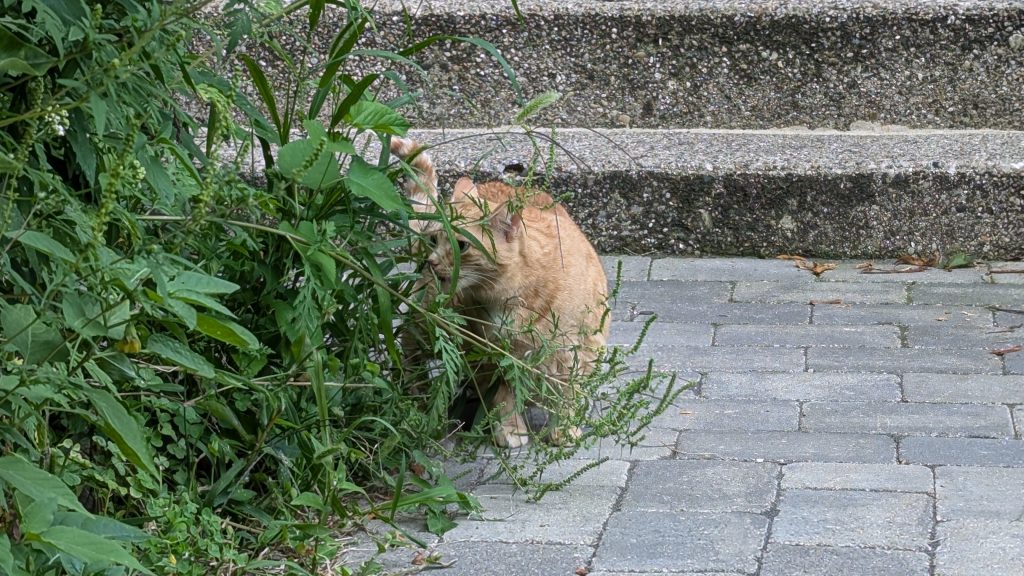 Poe, helping with the yard work.