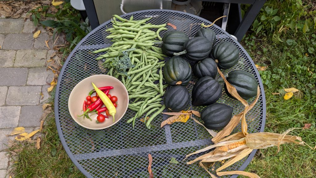 Hot peppers, tomatoes, a large pile of string beans, and many acorn squash, displayed on a small table.