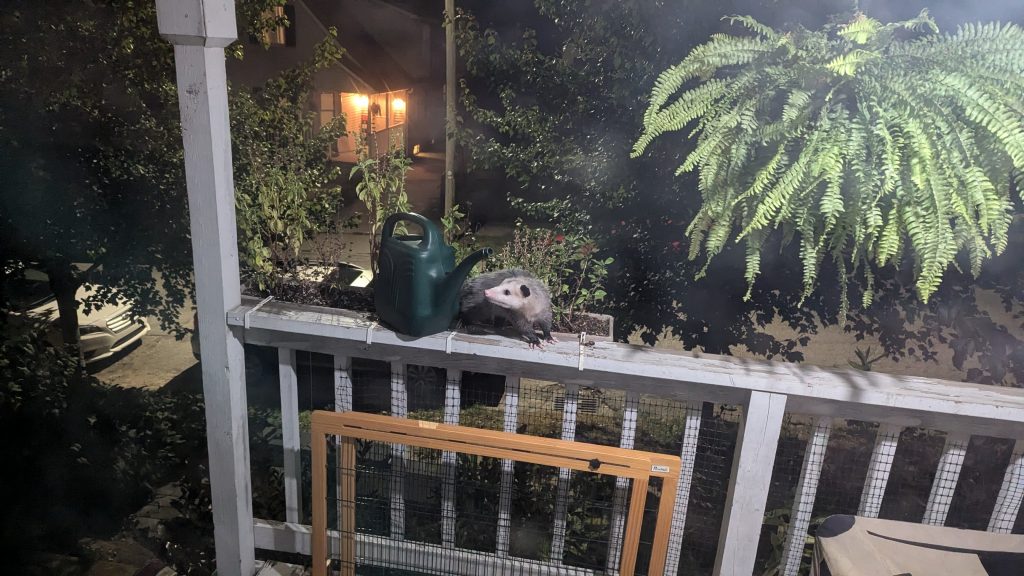 A young opossum on a white wooden porch rail, sniffing a green watering can.