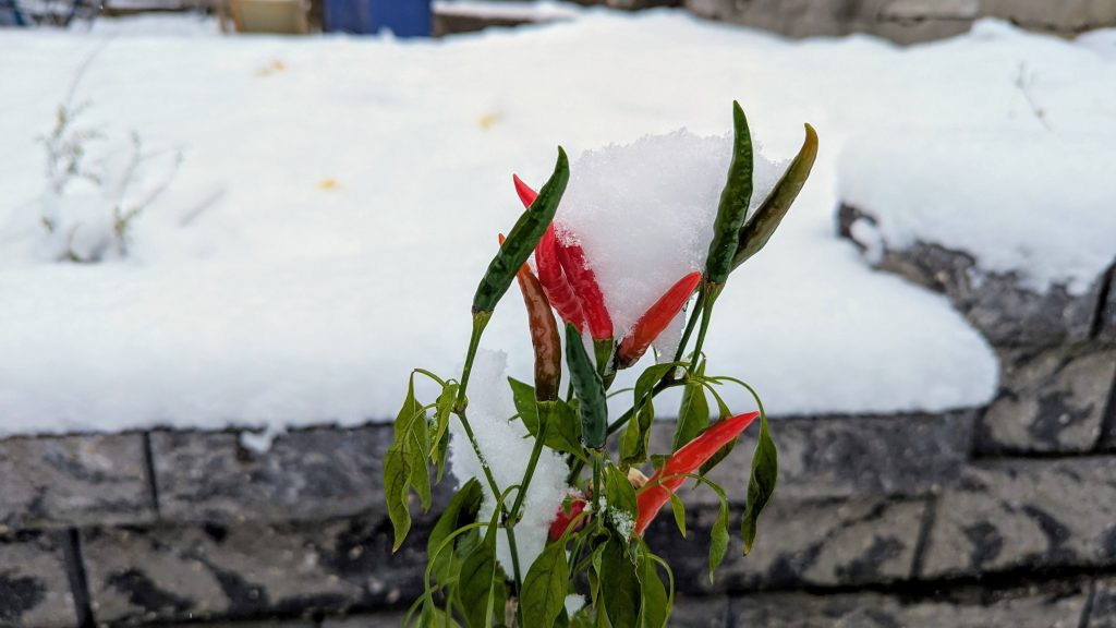 Thai chili peppers, on a plant covered with snow.