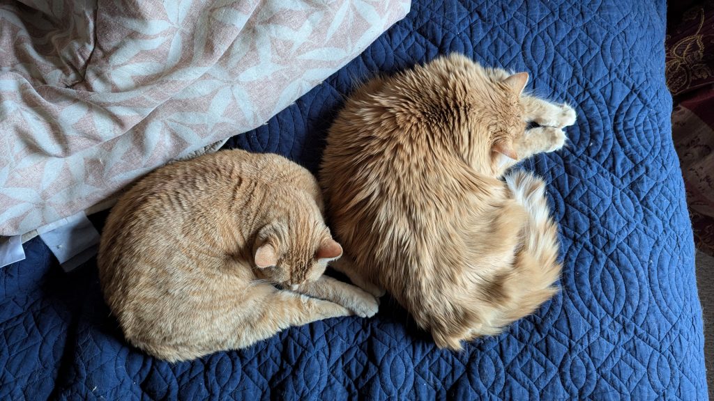 Poe and Pepper, asleep on the bed.