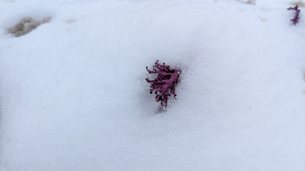 A sprig of purple kale peeking out of a pile of snow.