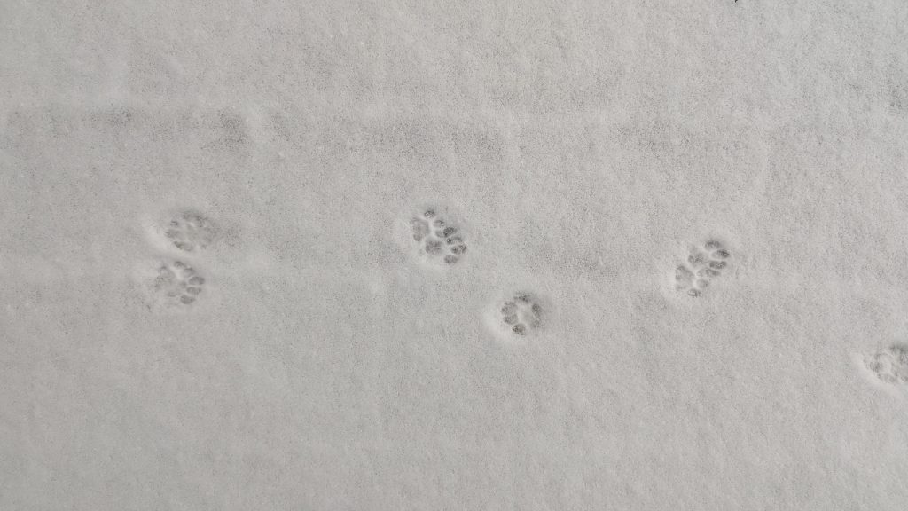 A trail of cat footprints in a light covering of snow.