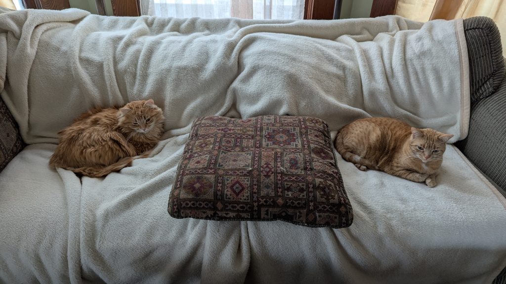 Pepper and Poe relaxing on the couch.