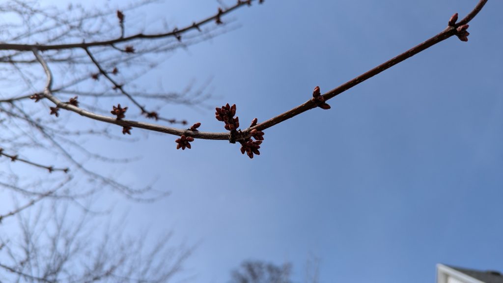 Red maple buds on a twig, seen against a hazy blue sky.