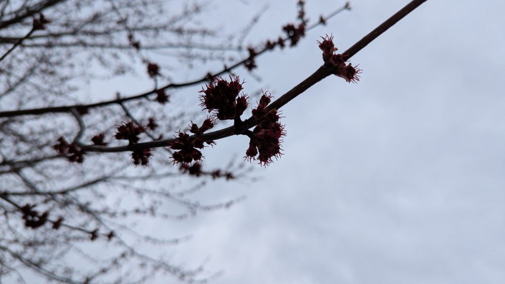 Red Maple buds against an overcast afternoon sky.