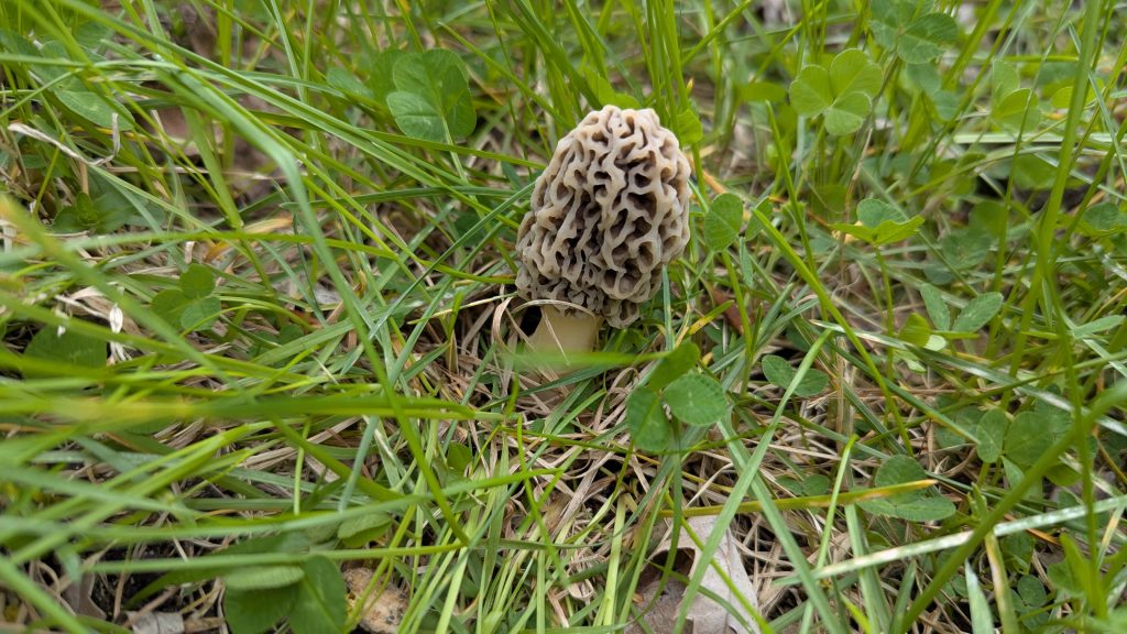 A closeup of a small morel mushroom among blades of grass in an unkempt lawn.