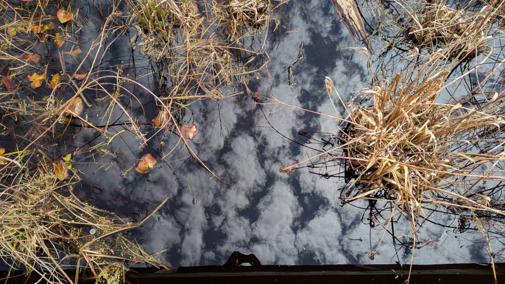 A partly-cloudy sky, reflected in the water of a bog at the edge of Loda Lake.