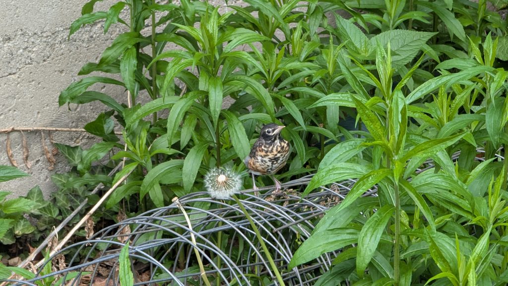 A Robin fledgling perched on an unused tomato cage in the middle of a patch of weeds next to the foundation of a small garage.