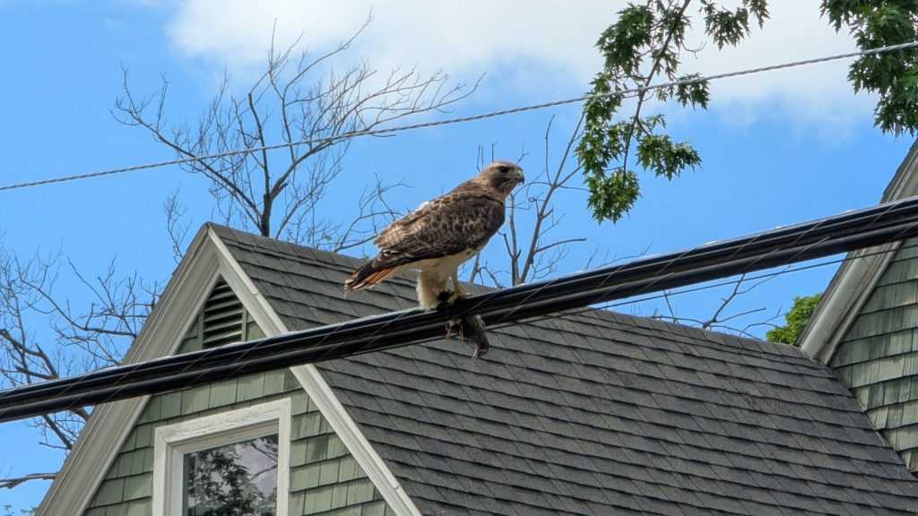A large hawk, perched on a power line, holding a robin fledgling in its talons.