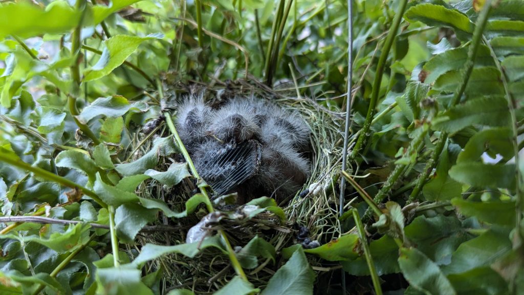 Baby House Finches in a nest in the middle of a dense fern plant in a hanging basket.