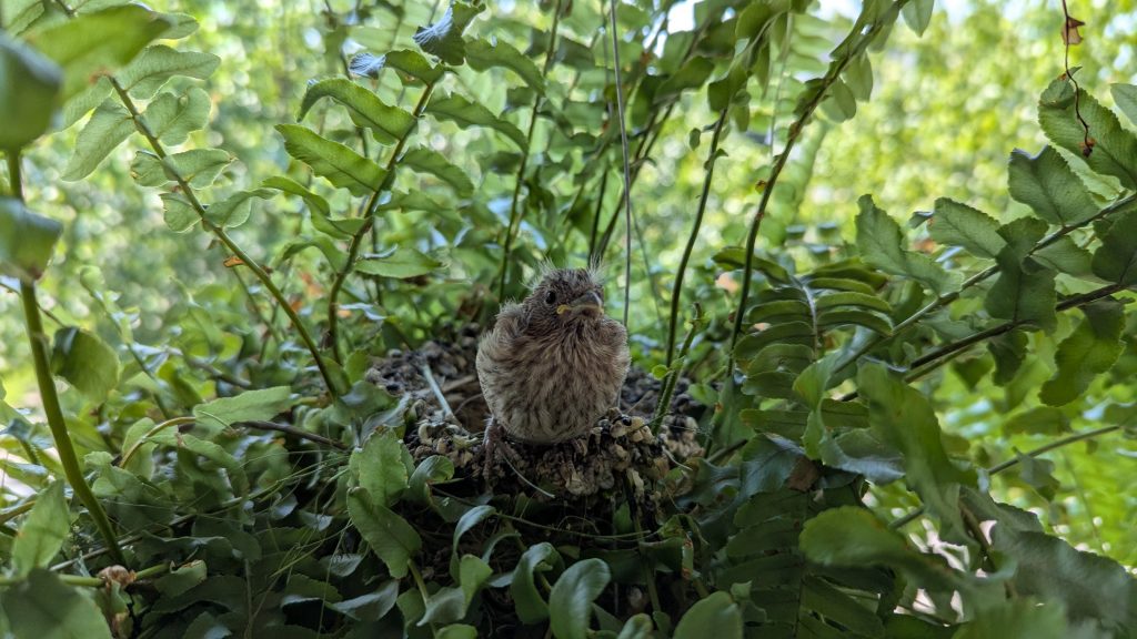 A House Finch nestling perched on the edge of its nest, amidst fern fronds.