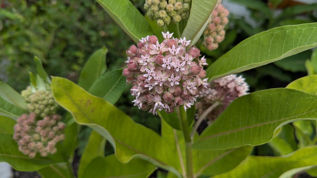 Milkweed blossom