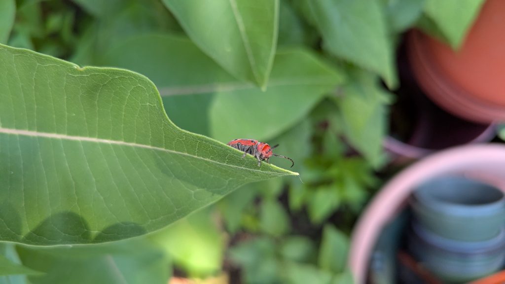 A milkweed beetle on a milkweed plant