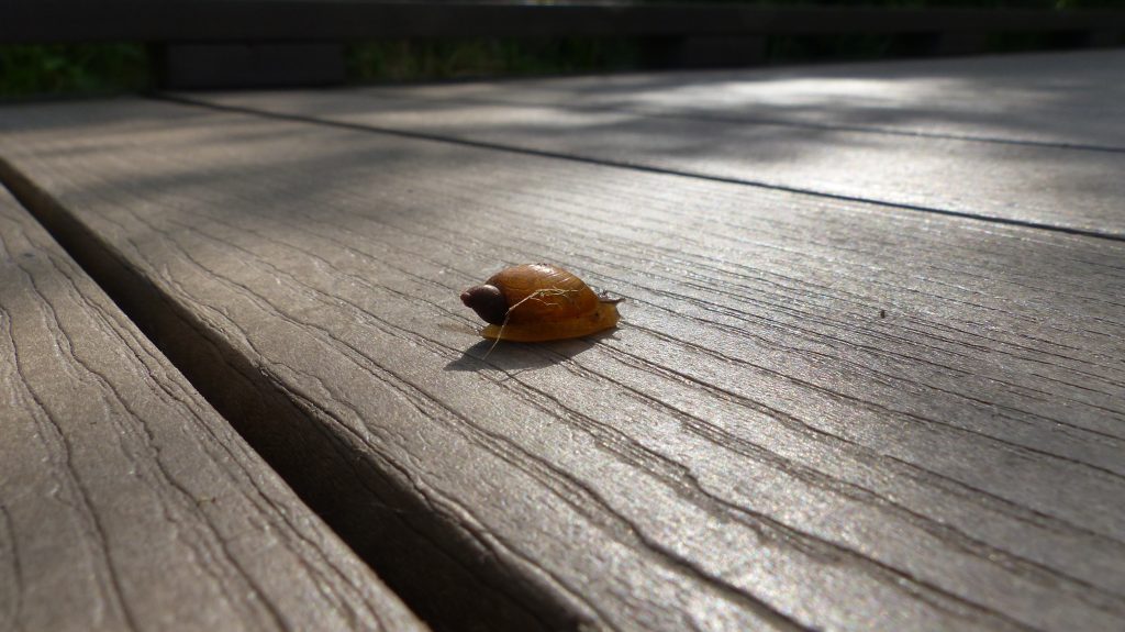 A small snail on the boardwalk at Huff Park.
