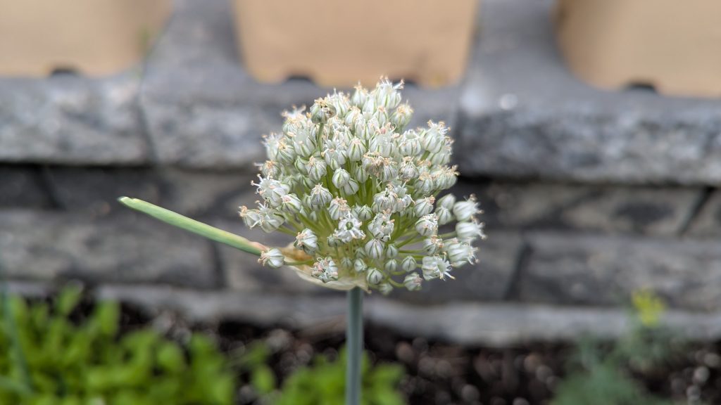 Onion blossom