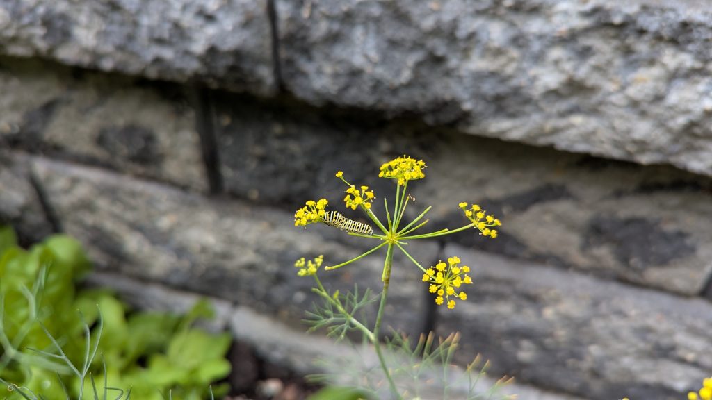 Black Swallowtail butterfly caterpillar on a dill plant.