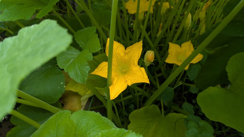 Zucchini blossom nestled in an overgrown zucchini plant.