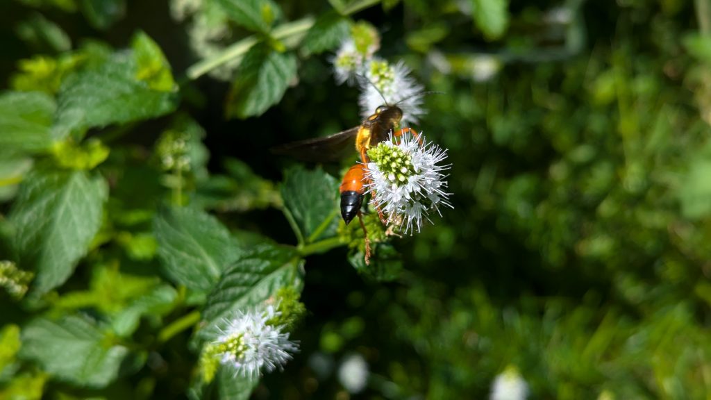 Great Golden Digger Wasp on a mint blossom.